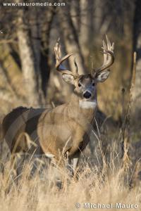 Full Alert - Whitetail Deer