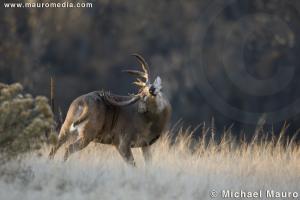 Backscratcher - Whitetail Deer - Buck