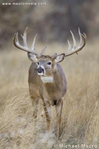 Widespread - Whitetail Deer