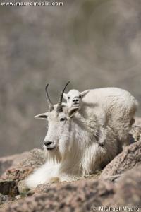Headrest - Mountain Goat