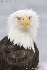 Wind Wash - Bald Eagle