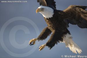The Landing - Bald Eagle