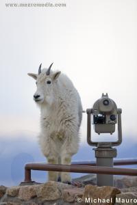 Alpine View - Mountain Goat