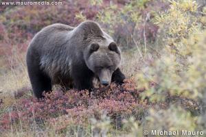 Grizzly - Denali National Park and Preserve, Alaska