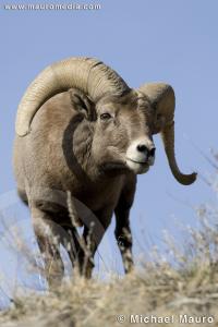 Ridge Walker - Bighorn Sheep