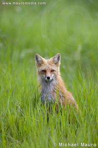 Summer Fox - Red Fox